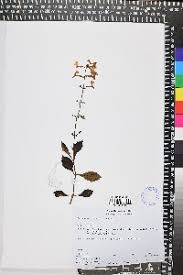 Image result for Plectranthus swynnertonii