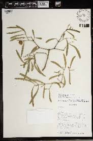 Image result for Salvadora australis