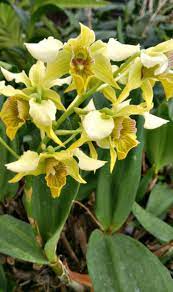 Pin On Orchids