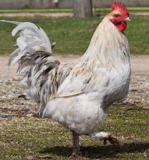 This is our french black copper marans rooster. Marans Types And Colours Cluckin