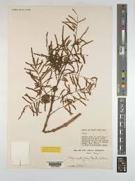 Image result for Tetradenia urticifolia