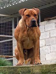 Maybe you would like to learn more about one of these? Boerboel X Boerboel African Boerboel South African Mastiff