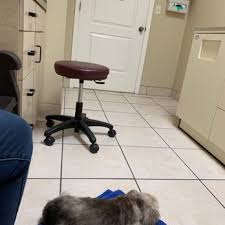 Our team of experienced veterinarians prioritize preventative wellness and client education to ensure that your beloved pet lives a long and healthy life. Williamsburg Veterinary Clinic 18 Photos 33 Reviews Veterinarians 5518 Central Florida Pkwy Orlando Fl Phone Number
