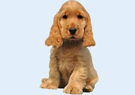 Cocker spaniel breeders in australia and new zealand. English Cocker Spaniel Puppies Buy Puppy In Dubai