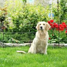 You can do it yourself or call a company that specializes in hidden electric fences. Safe Canine Electric Fences For Dogs Gallagher