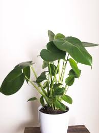 Monstera Deliciosa Swiss Cheese Plant Split Leaf Etsy Easy Care Indoor Plants Plants Cheese Plant