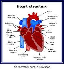 Interventricular Septum Images Stock Photos Vectors Shutterstock