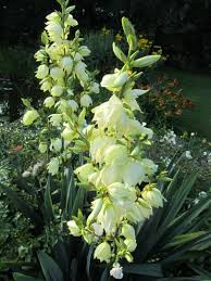 Die Yucca Palme Palmen Garten Yucca Palme Palmen