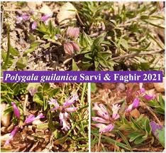Image result for Polygala persicariifolia