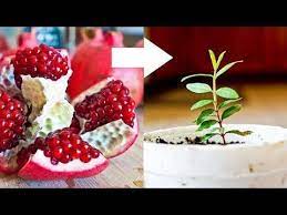 How To Grow Pomegranate Tree From Seed Youtube Gardening Gardening Grow Pomegranate Seed Tree Growing Pomegranate From Seed Pomegranate Tree Seeds