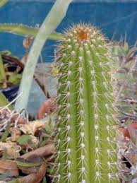 Oh, and cacti are easy to care for too. Types Of Indoor Cactus Plants Dengarden