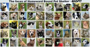 We have a 170 pound american mastiff who is very old and much less mobile than he once was. 70 Homes In 60 Days Yoga4cats