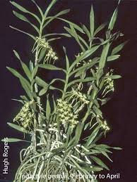 Image result for Tridactyle bicaudata