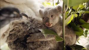 A blind jelly bean at birth, the baby koala promptly climbs unaided into its mother's pouch. Baby Koala S First Time Out Of Mothers Pouch Youtube
