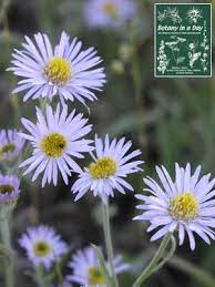Asteraceae Wildflowers Of The Aster Sunflower Family Composite Compositae Pictures And Help With Wildflower Identifi Identify Plant Sunflower Family Plants