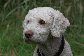 Sonstige hunde welpe wir haben noch eine kleinen rüden der rasse perro de agua espanol (spanischer wasserhund, turco. Spanischer Wasserhund Perro De Agua Espanol Markt De