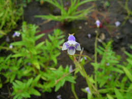 Image result for Dopatrium