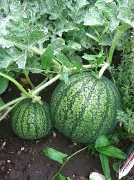 Melonen Im Garten Anbauen Pflegen Und Ernten Wassermelone Anbauen Melonen Und Wassermelonenpflanze