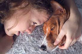 13 Signs Your Dog Is Dying How To Know When Your Dog Is Ready To Go