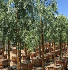 Image result for Schinus molle