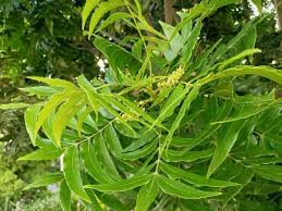 Image result for Harpephyllum afrum