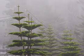 Image result for Araucaria columnaris