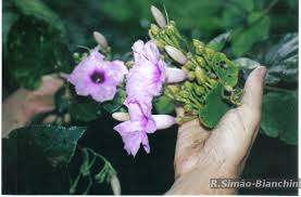 Image result for Ipomoea heterotricha