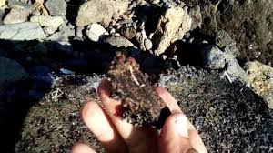 Âmbar gris tem sido altamente valorizado pelos perfumistas como um fixador que permite que o perfume dure muito mais tempo, embora tenha sido substituído principalmente por ambroxido sintético. Vomito De Baleia Vale Mais Que Ouro Whale Vomit Worth More Than Gold Youtube