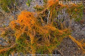 Image result for Cuscuta abyssinica