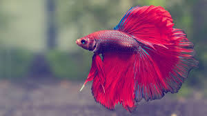 Then keep reading to find out all the common causes, as well as how to when your betta fish is bloated you'll notice that his belly begins to protrude out. My Experience In Color Morphs Fish Care