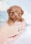 Toy Poodles for Sale in Virginia - DogsNow