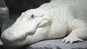 We have an extensive collection of amazing background images carefully chosen by our. Hd Wallpaper Rare Albino Crocodile Eyed White Blue Animal Themes One Animal Wallpaper Flare