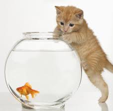 صور حيوانات اليفة cats goldfish cats and kittens