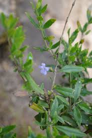 Image result for Dissotis swynnertonii