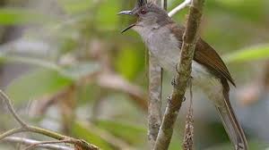 Akan tetapi, anda pun perlu untuk memperhatikan beberapa hal yang menjadi ciri khas dari burung bakalan. Jenis Burung Jenggot Mini Jenis Burung Cucak Ijo Lengkap Beserta Gambar Dan Ciri Khas Untuk Makanan Utama Burung Ini