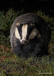 Pin Auf Tierarten Unserer Erde