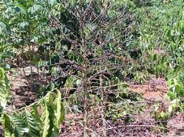 I tried neem oil for a bit with no real results. 1950s Fungus Sample Gives Clues To Modern Day Coffee Killer
