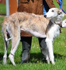 Galga Barbuda Wire Haired Spanish Sighthound Pharaoh Hound Sighthound Greyhound