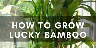 Remember, these are simply the best conditions under which to get the best bamboo growth. How To Easily Grow Lucky Bamboo Plants At Home