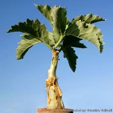 Image result for Cyphostemma jaegeri