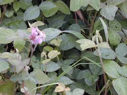 Image result for Desmodium intortum