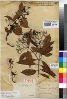 Image result for Baissea viridiflora