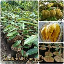 Dari harga ini tentu bisnis menjual durian musang king sungguh sangat wangi sewangi buah durian. Ulasan Dan Review Bibit Durian Musang King Kaki 3 Bibit Buah Durian Musangking Kaki 3 Nirwanasubur