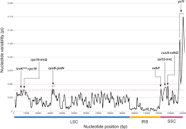 Image result for Elatostema welwitschii