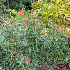 Image result for Anisacanthus