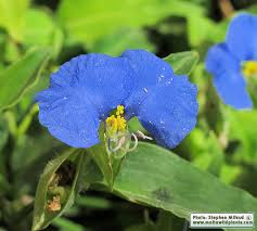 Image result for Commelina latifolia