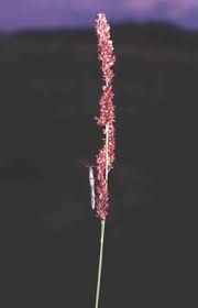 Image result for Steinchisma