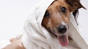 Looking good, feeling great @mobile pet grooming pro. Our Favourite Mobile Pet Groomers In Johannesburg