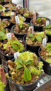 Image result for Nicolasia nitens