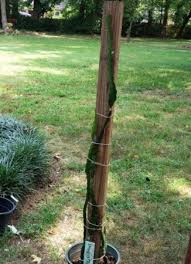 Check out our dragon fruit plant selection for the very best in unique or custom, handmade pieces from our craft supplies & tools shops. Diy Dragon Fruit Pitaya Trellis For Indoors And Outdoors So Easily Distracted